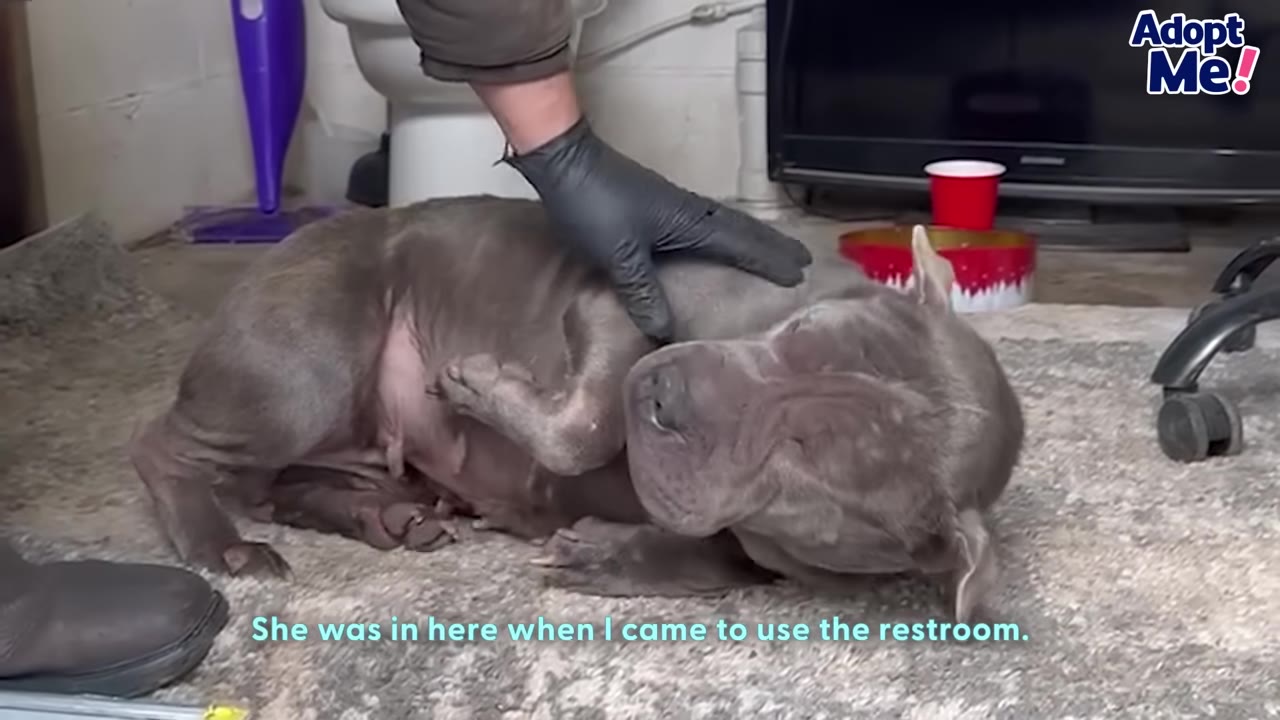 A grey dog lies on a rug in a restroom as a worker wearing a black glove gently pets her back.
