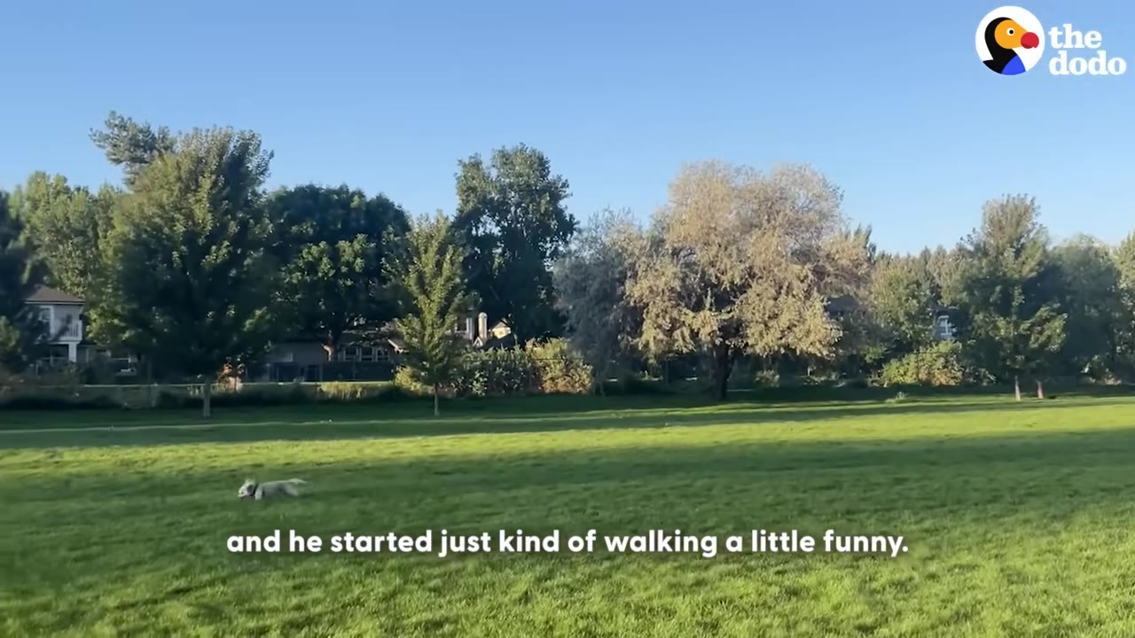 A small white dog walks across a large green grassy field with trees in the background.