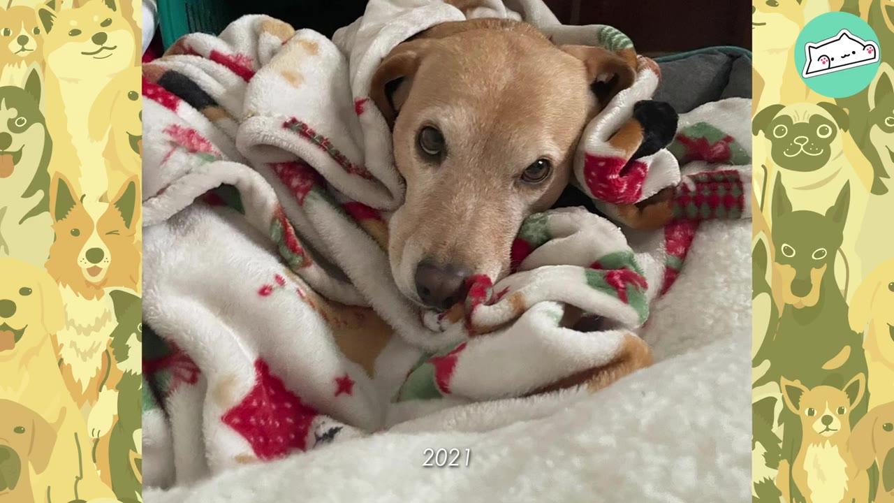 A tan dog wrapped in a white fleece blanket with red and green patterns, looking directly at the camera with sad eyes.