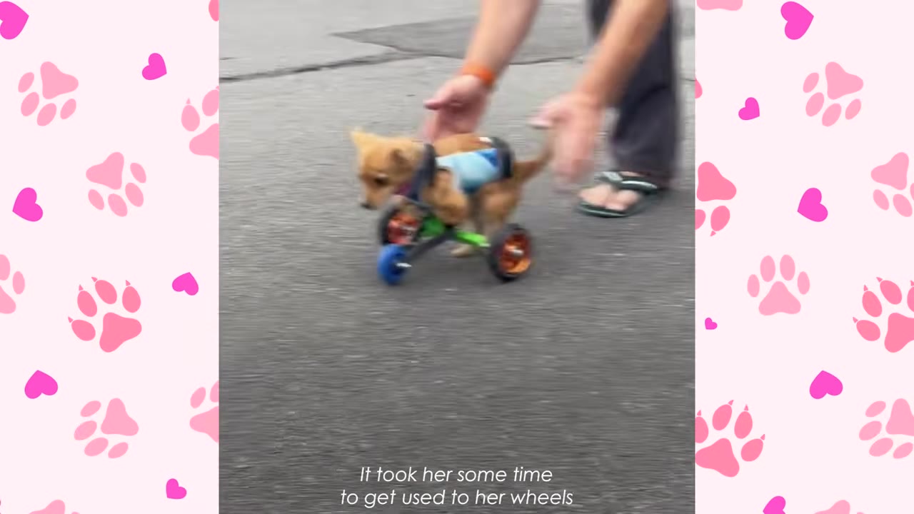A close-up of a small brown puppy in a custom wheeled harness being guided by a caregiver's hands on an asphalt surface.