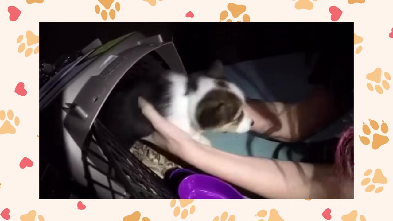 A person's hands gently lifting a small tricolor Corgi puppy out of a pet carrier in a dark, nighttime setting.