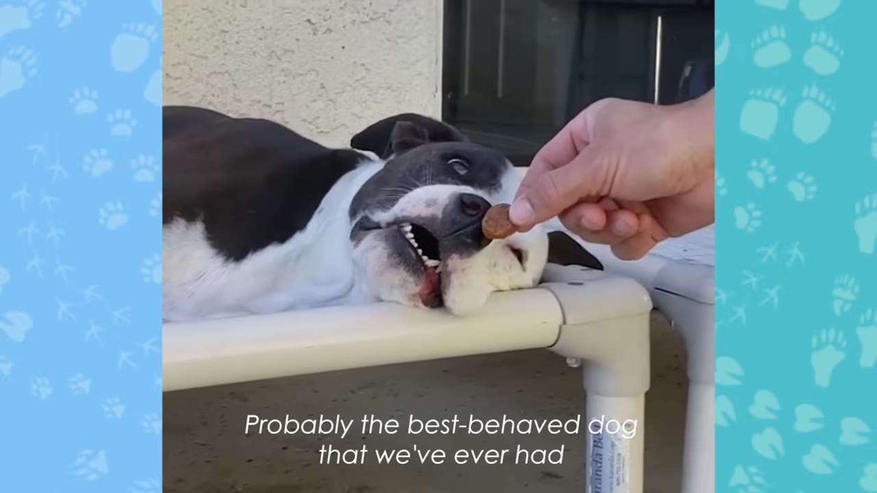 A black and white dog lies relaxed on a white raised pet cot while a hand offers it a small brown treat.