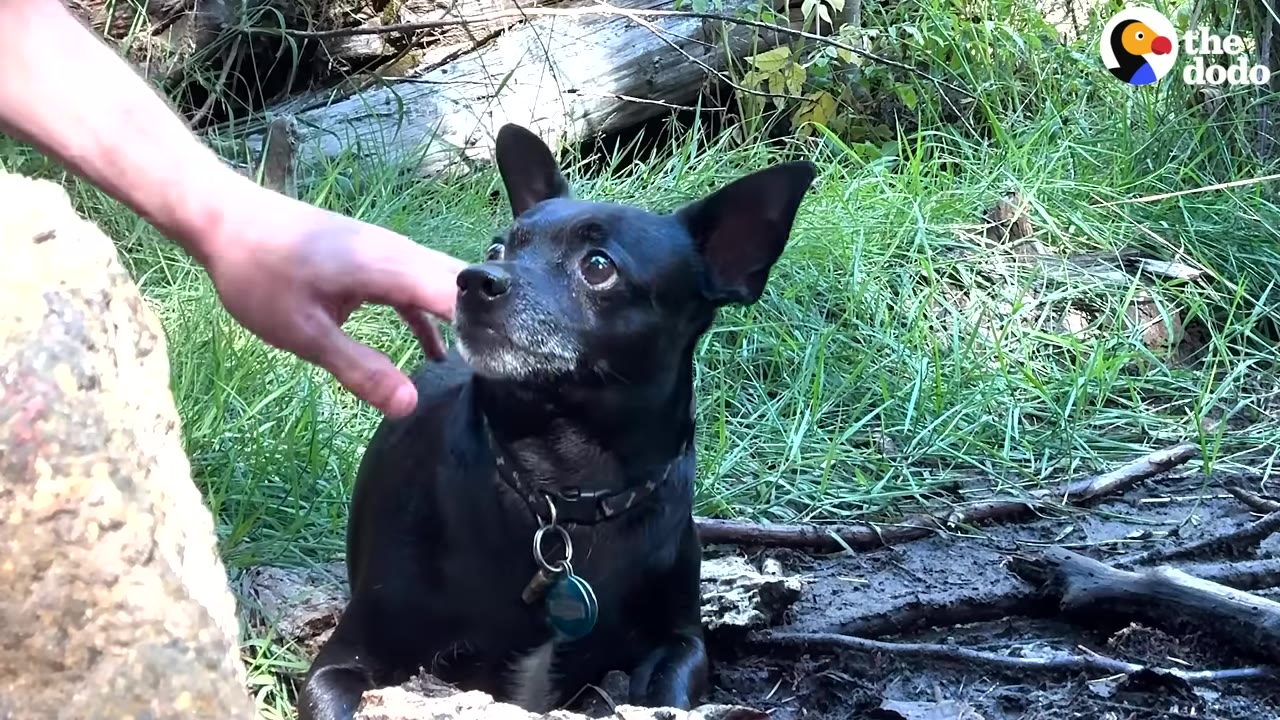 A hand reaches out towards a small black dog with wide, anxious eyes sitting in a grassy, wooded area.