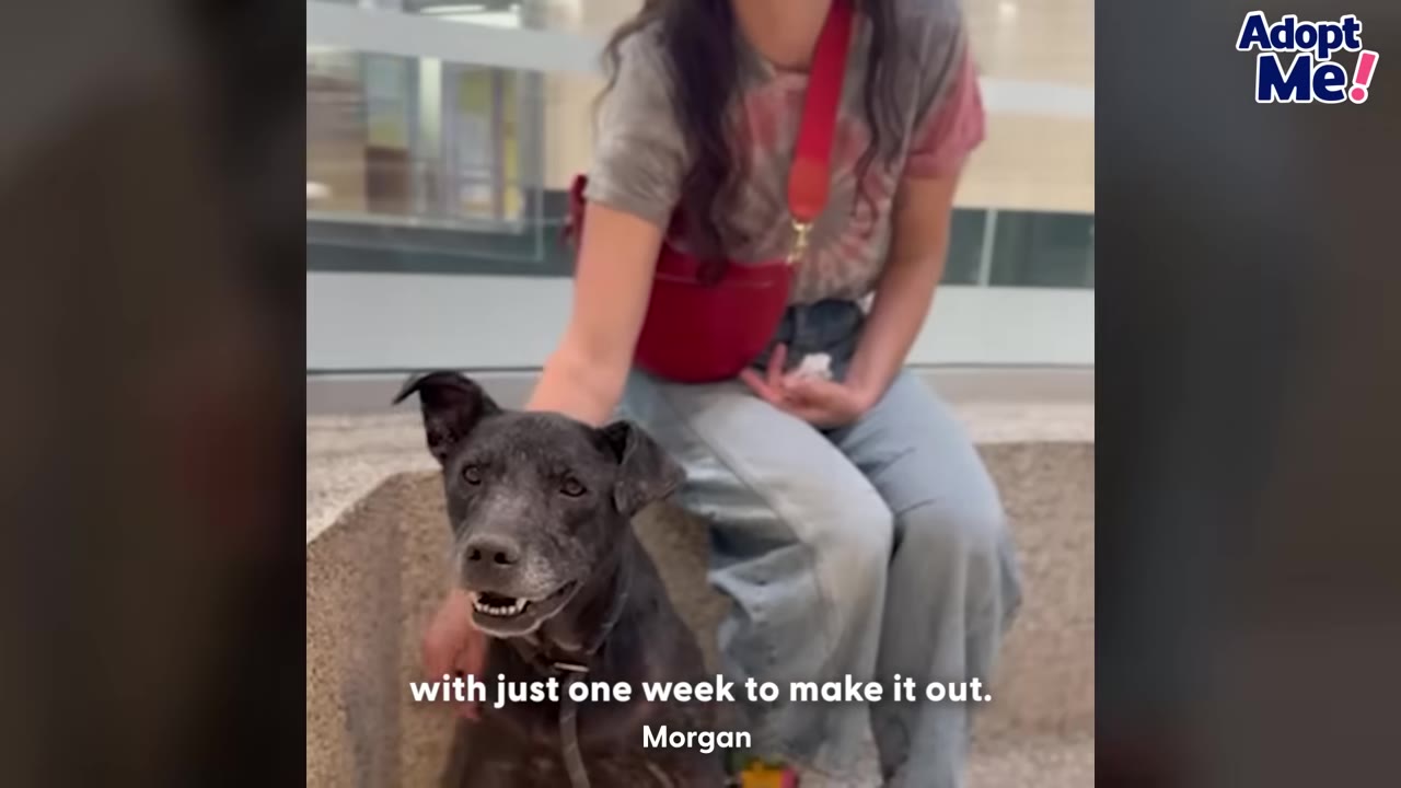 A black dog with a hopeful expression sits next to a person, with text on screen reading 'with just one week to make it out.'