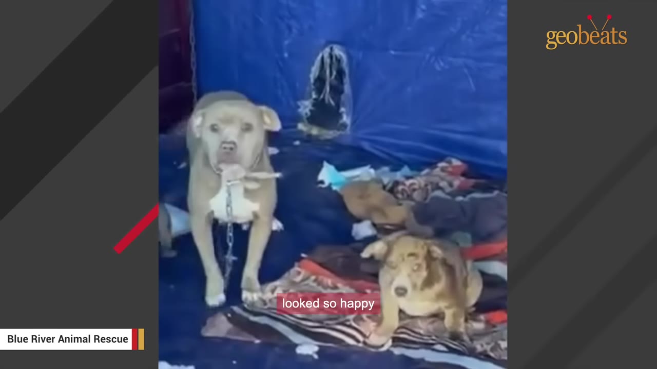 A tan and white dog on a chain stands next to a smaller brown and black dog on blankets inside a blue shelter.