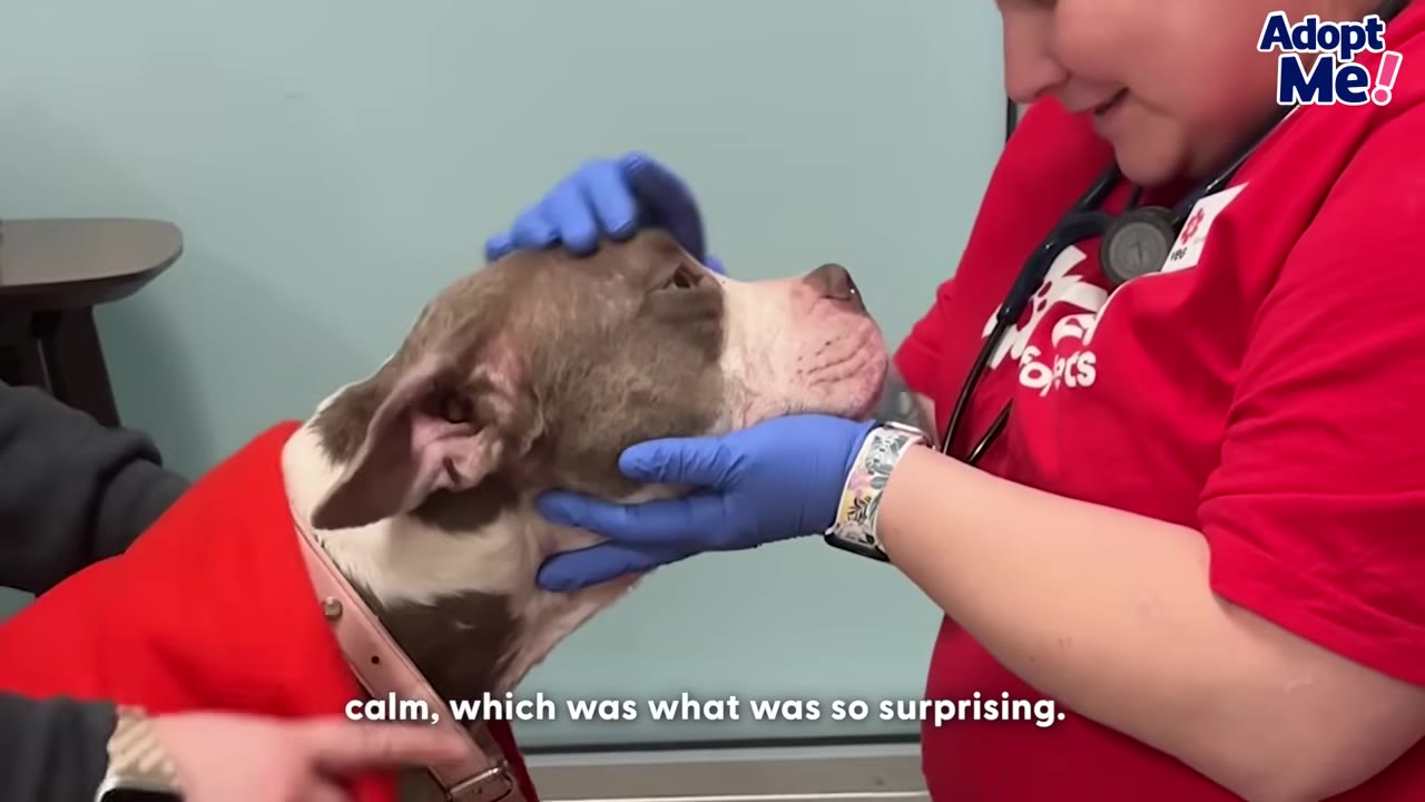 A veterinary worker wearing a red shirt and blue gloves gently cradles the head of a brown and white dog.