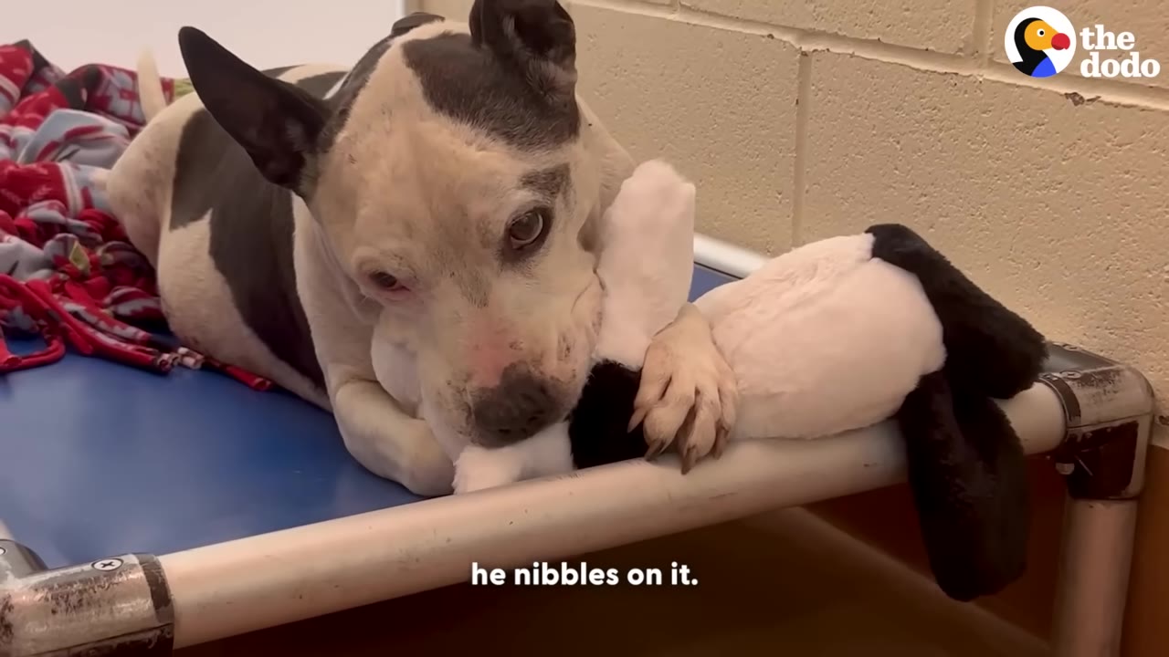 A black and white dog lying on a blue cot, gently nibbling on a plush toy with its paw resting on it.