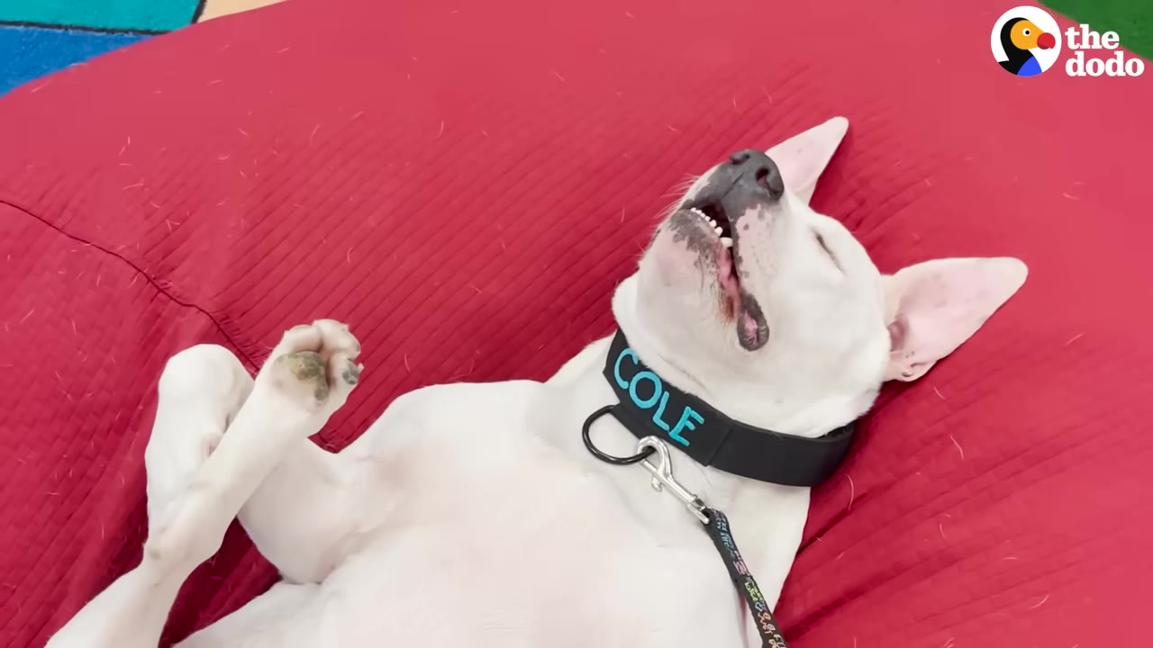 A white dog named Cole wearing a black collar lies peacefully on his back on a large red cushion.