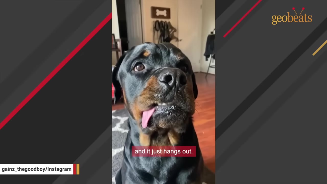 A close-up of a black and tan Rottweiler looking up with its pink tongue hanging out of the side of its mouth.