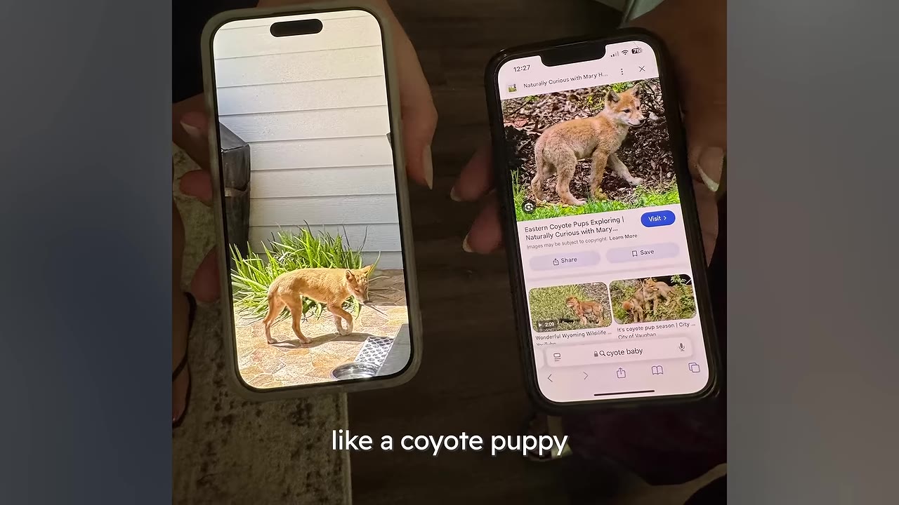 Two hands holding up two smartphones side-by-side; the left screen shows a photo of a small, tan, fox-like animal walking in a yard, while the right screen shows a Google search result for 'coyote baby' featuring a very similar-looking pup.