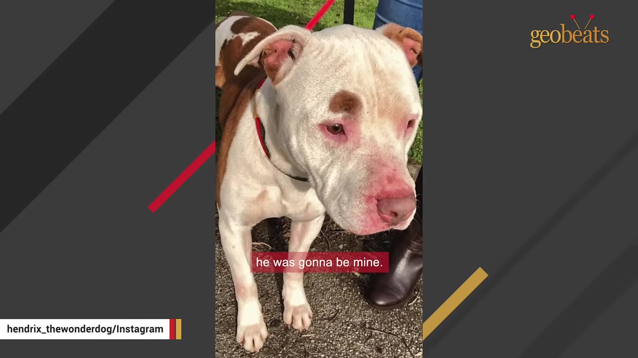 A white and brown pit bull type dog stands on a leash next to a person wearing a brown boot, with a subtitle reading 'he was gonna be mine.'