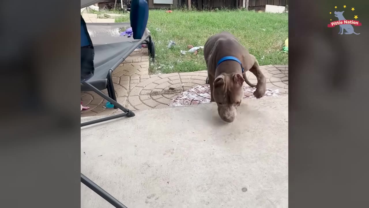 A brown pit bull-type dog wearing a blue collar walks on a concrete patio in a backyard.