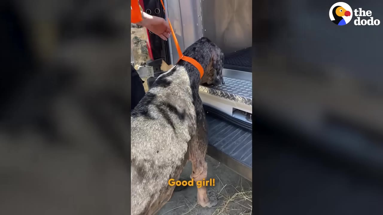 A large brindle dog wearing an orange collar is guided into the back of a rescue vehicle by a person's hand.