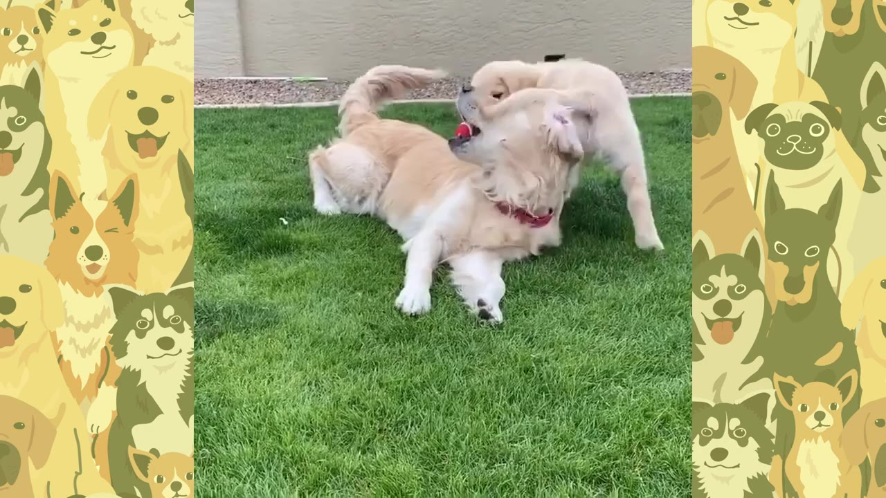 An adult golden retriever lies on a green lawn while a golden retriever puppy playfully interacts with it.