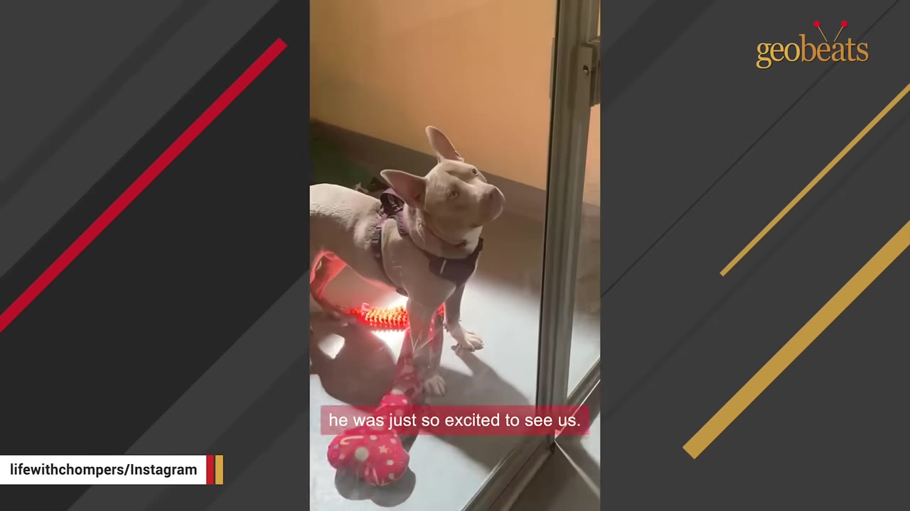 A light-colored pit bull wearing a harness stands inside a glass-doored shelter kennel, looking up expectantly.
