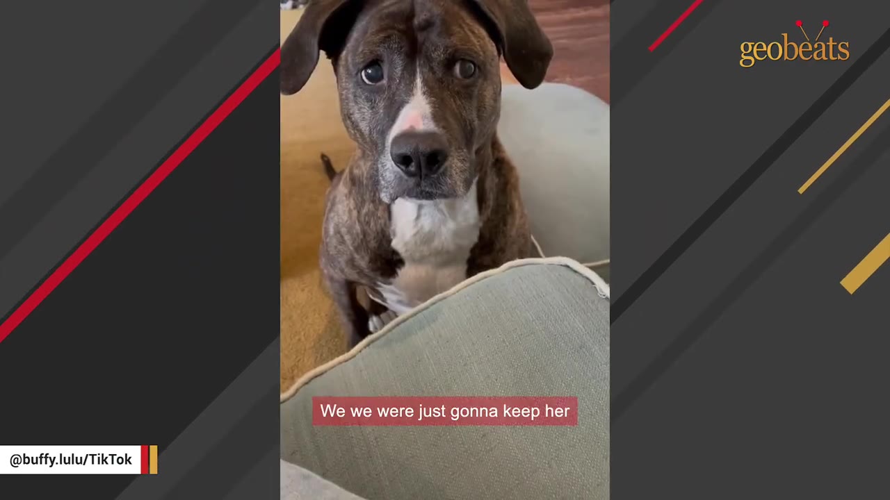 A brindle and white dog looking up with wide, expressive eyes behind a couch cushion, with a subtitle that reads 'We we were just gonna keep her'.