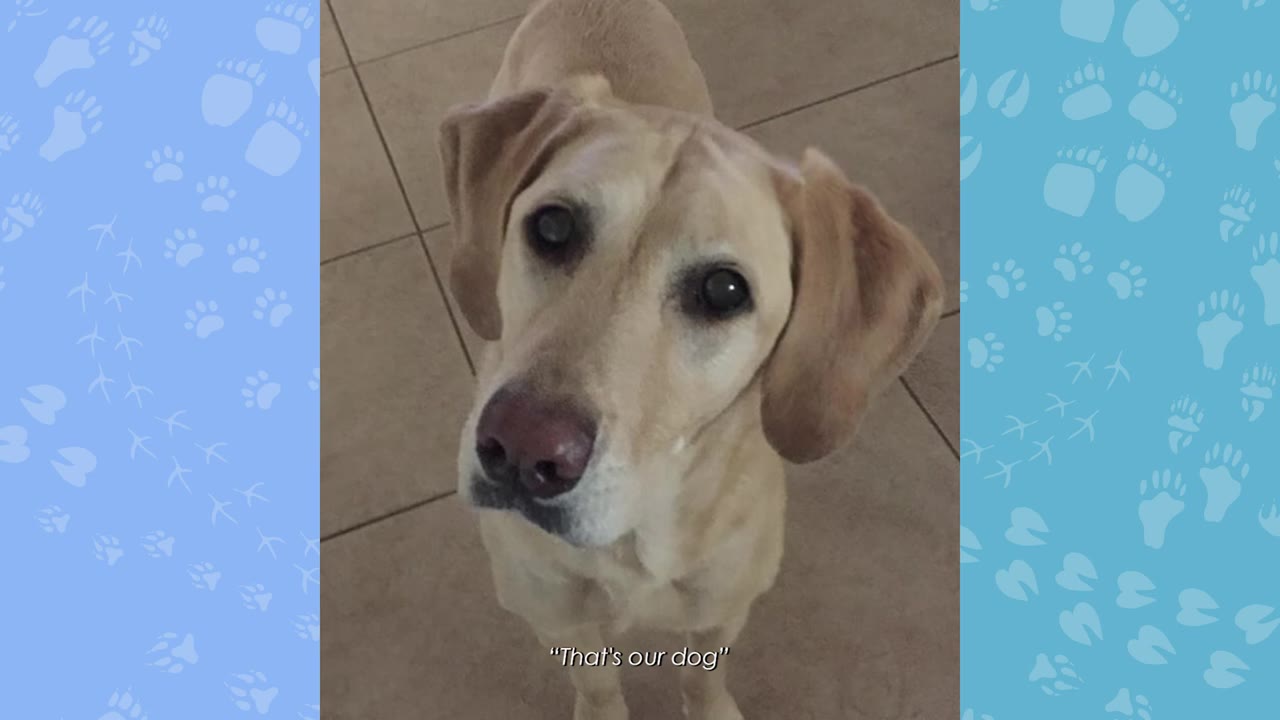 A close-up portrait of a yellow Labrador retriever looking up with expressive dark eyes, framed by a blue border with paw prints.