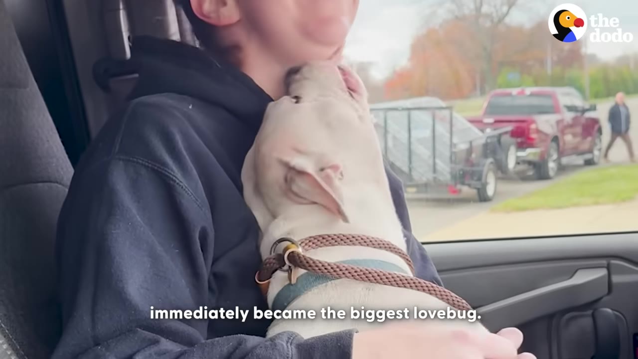 A white dog leans in to nuzzle and cuddle against a person's neck inside a car.