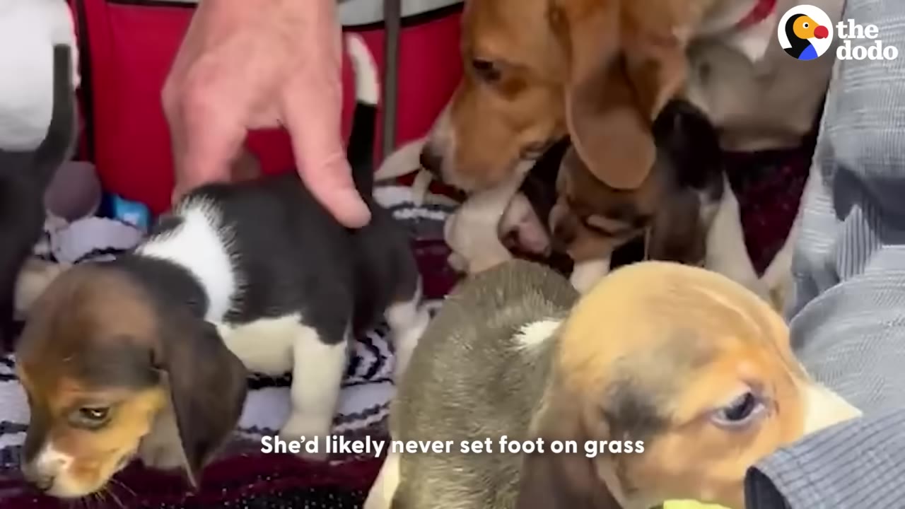 A mother beagle looks down at her litter of small puppies on a blanket as a person gently touches one of them.