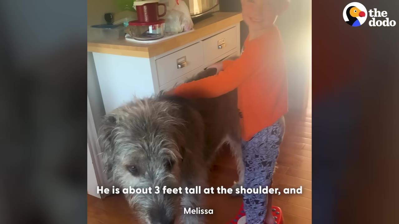 A large, scruffy grey dog stands next to a young child in an orange shirt, showing the dog's impressive height reaching up to the child's shoulder.