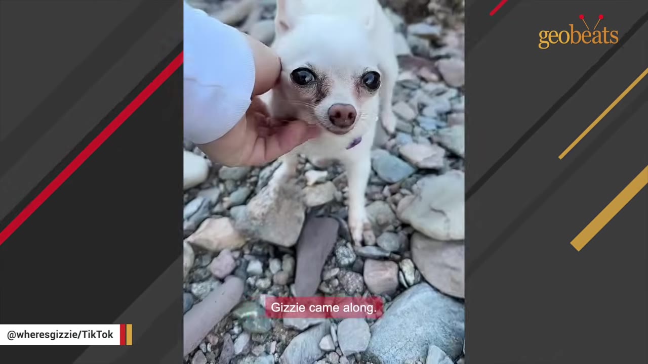 A hand gently pets a small, white chihuahua standing on a rocky surface.