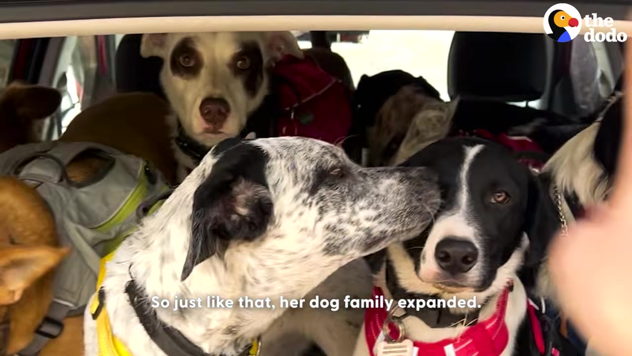 Several dogs of different breeds and colors are packed together in the back of a car, with one black-and-white speckled dog licking the face of another black-and-white dog.