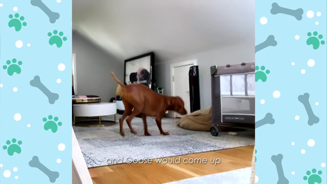 A brown dog walks calmly across a carpeted room toward a baby's playpen.