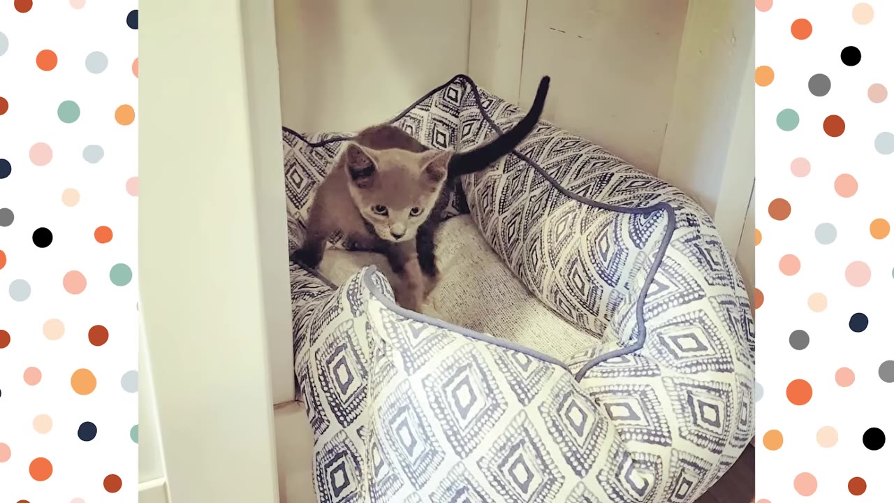 A small grey kitten stands inside a patterned pet bed.
