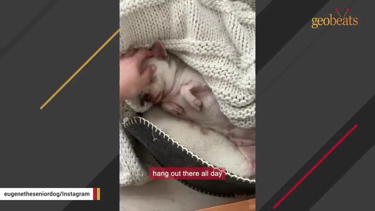 A small white dog lies tucked under a thick white knit blanket in a dog bed while a hand gently pets its head.