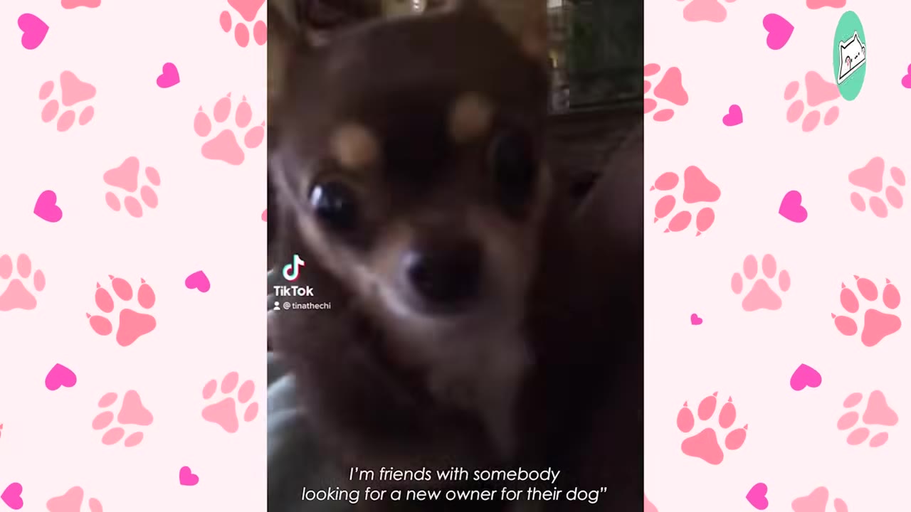 A close-up of a brown Chihuahua looking at the camera, with a subtitle reading, 'I'm friends with somebody looking for a new owner for their dog'.