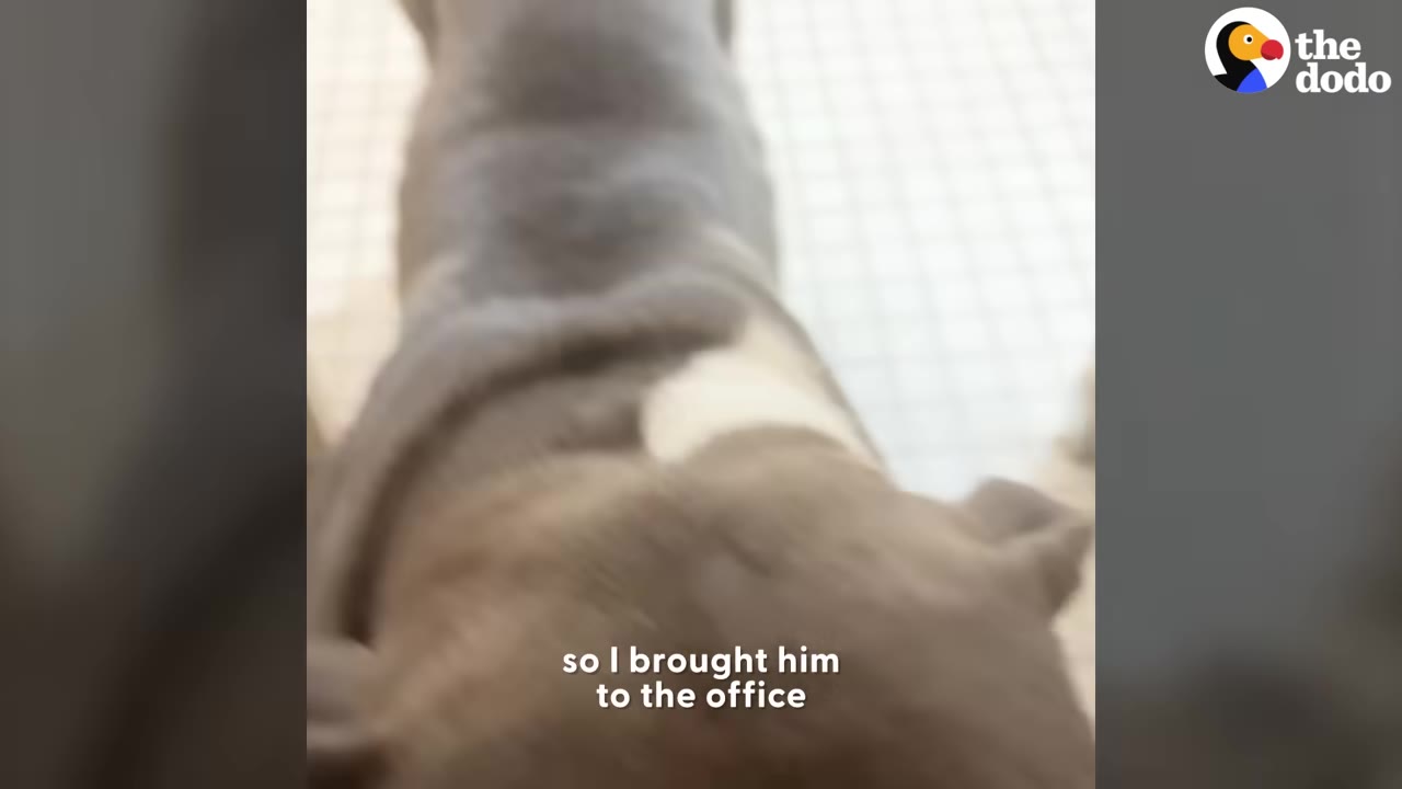 A high-angle shot of a grey and white dog walking on a tiled floor, with text overlay reading 'so I brought him to the office'.