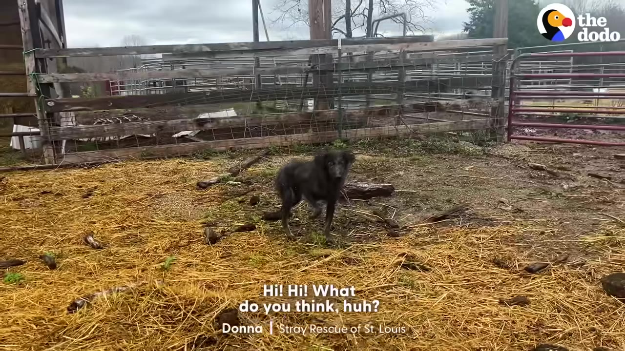 A medium-sized black dog stands on straw-covered ground inside a fenced farm enclosure.