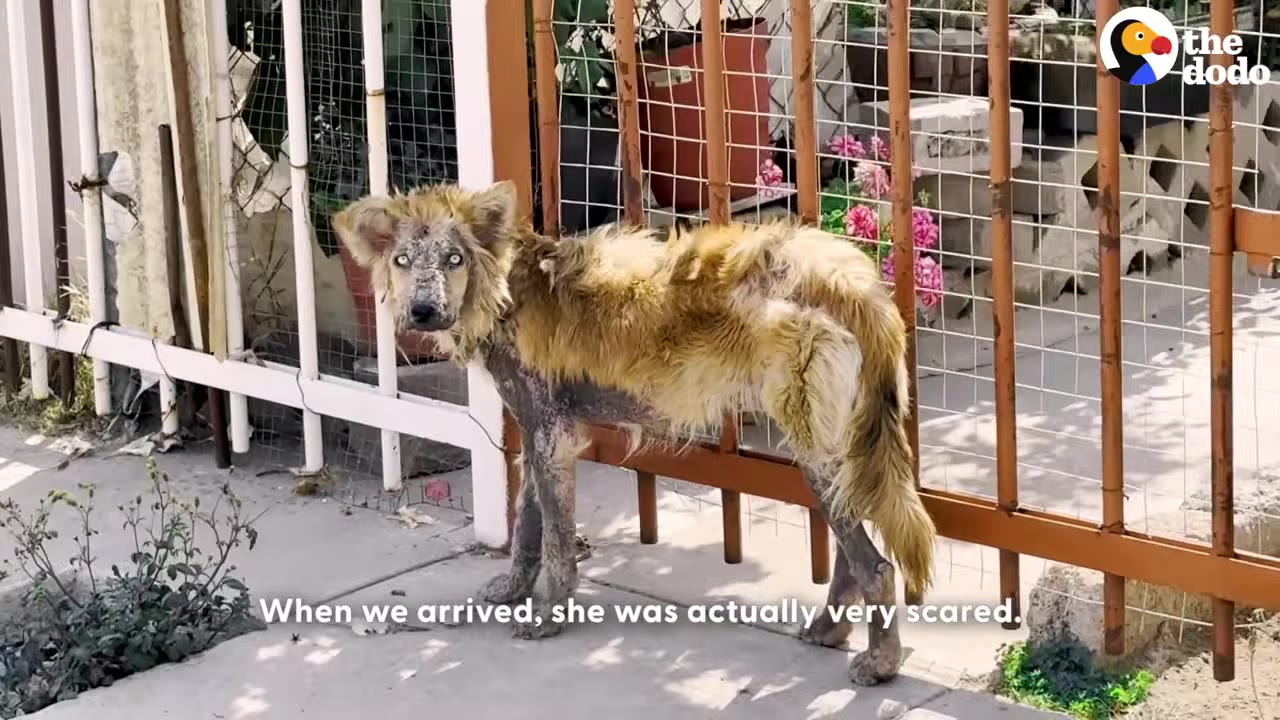 A scruffy, thin dog with patchy fur stands near a metal fence, looking directly at the camera with wide, fearful eyes.