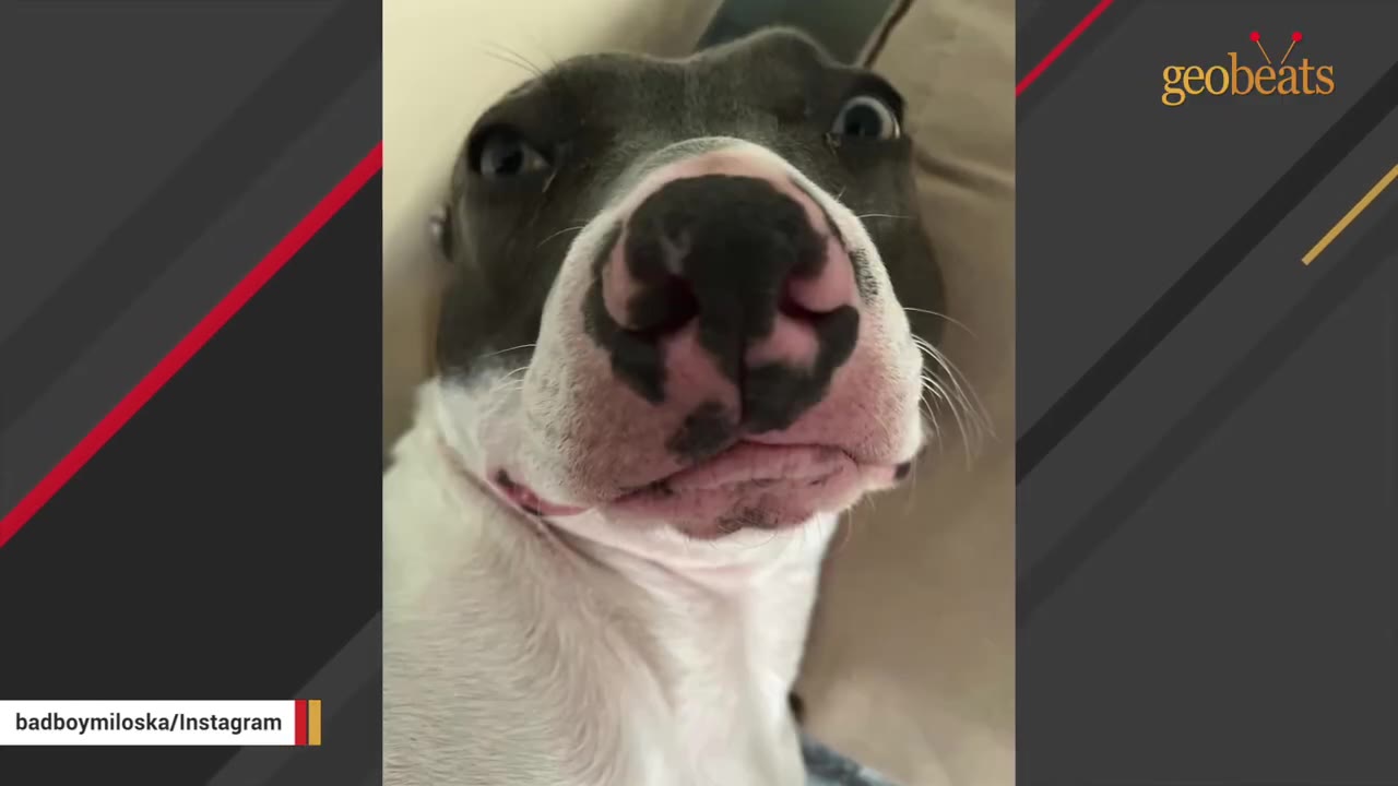 A close-up shot of a grey and white dog looking directly at the camera with wide, anxious eyes.