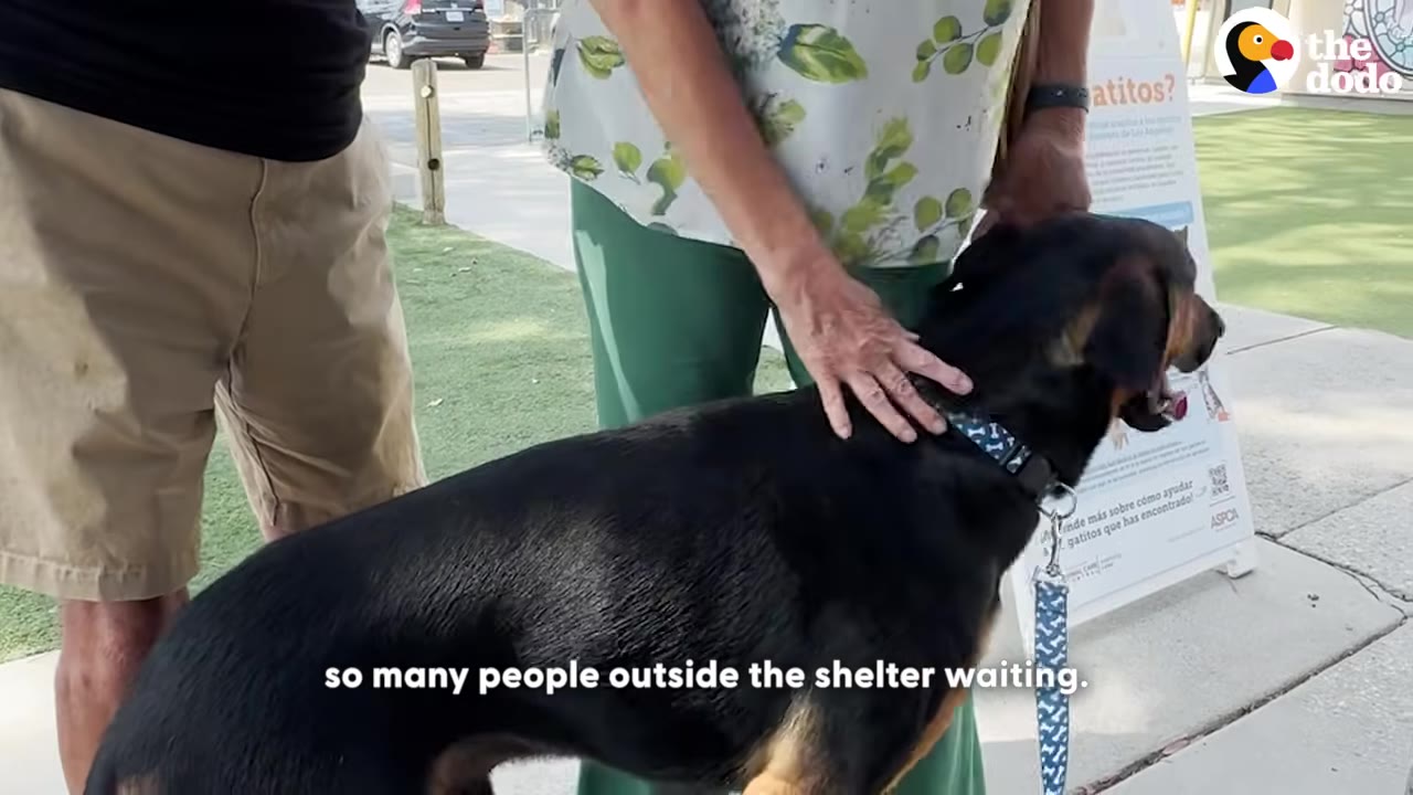 A black and tan dog stands outside on a leash as a person in a floral shirt and green pants gently pats its back.