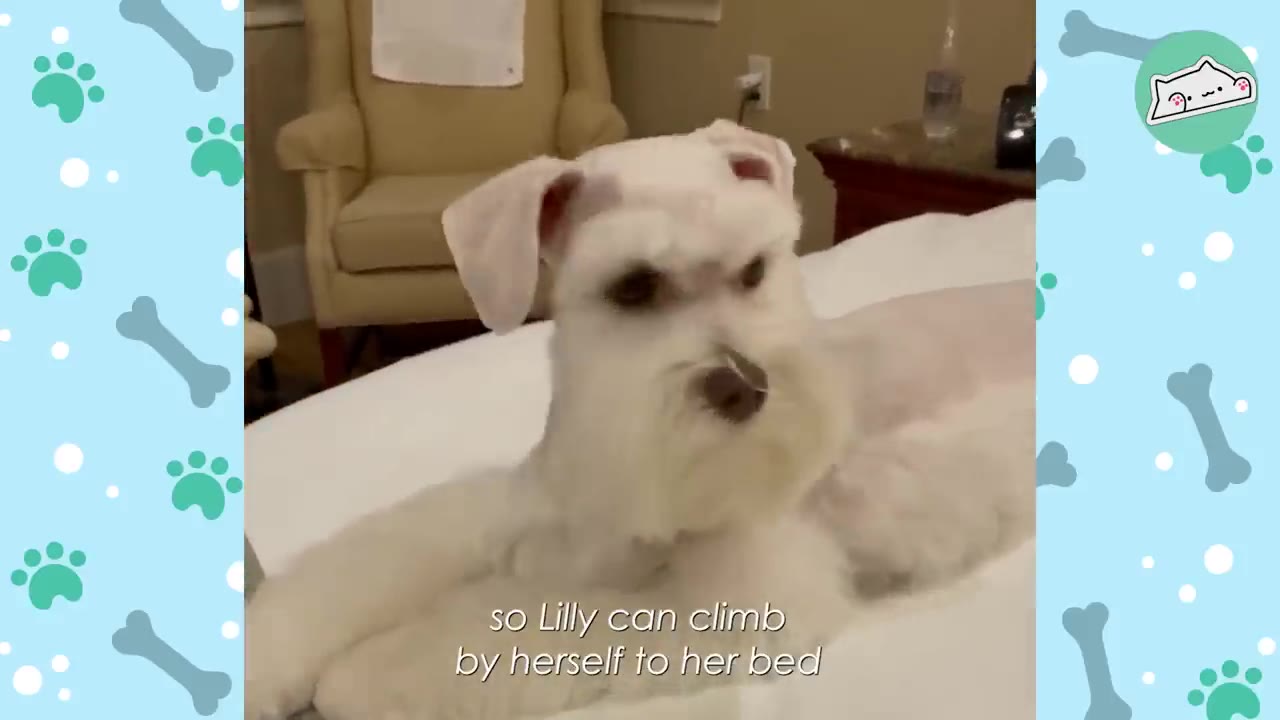 A white miniature schnauzer lying on a white bed in a bedroom.
