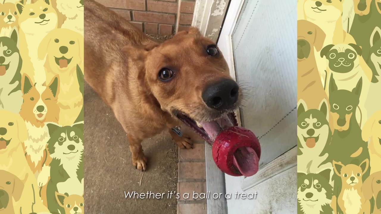 A close-up shot of a brown dog looking up with a red toy in its mouth.