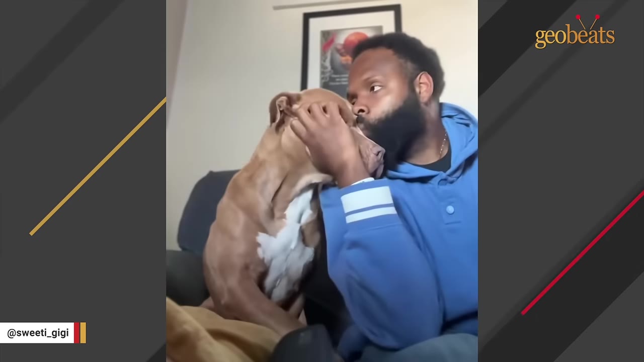 A man in a blue hoodie gently holds a brown and white pit bull's face and kisses her snout while sitting indoors.