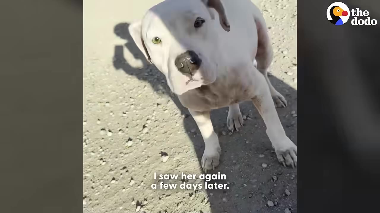A white dog with light-colored eyes looks up cautiously at the camera on a gravel path.