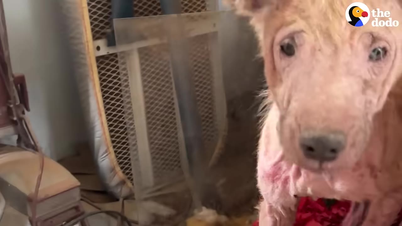 A close-up of a puppy with severe hair loss and pink skin looking warily at the camera.