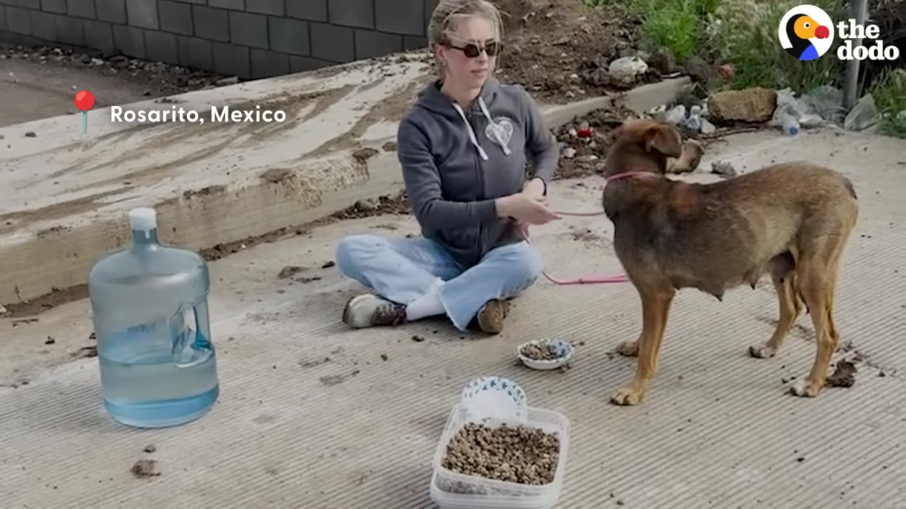 A woman sits cross-legged on a concrete ground next to bowls of food, holding a pink leash attached to a brown dog standing nearby.