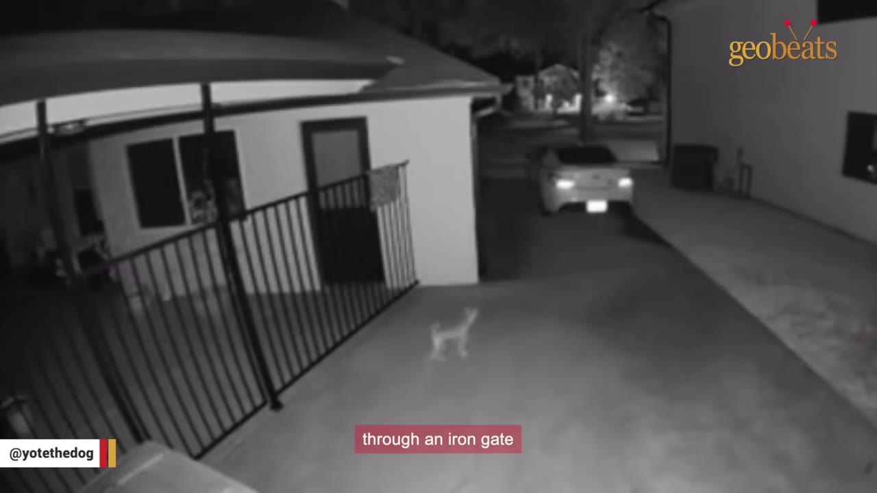 Black and white security camera footage showing a small dog-like animal standing in a driveway near a metal gate at night.