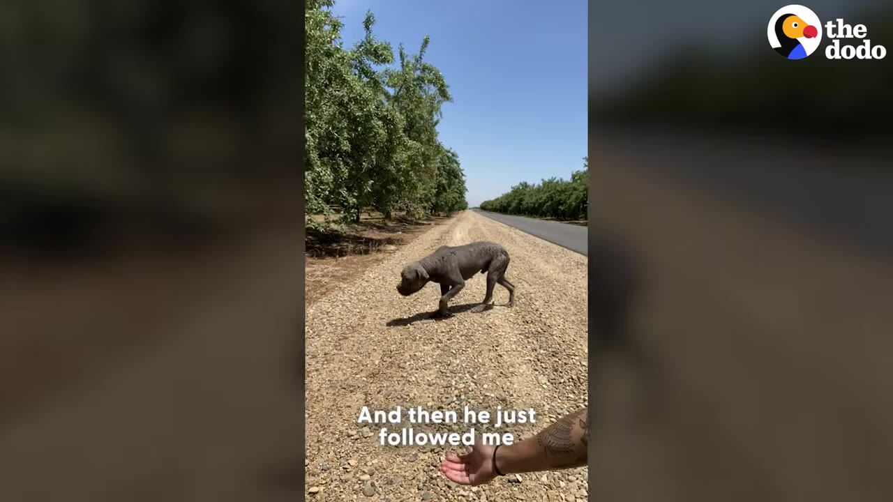 A cautious, grey dog walks along a gravel path next to a road, looking down towards an outstretched human hand.