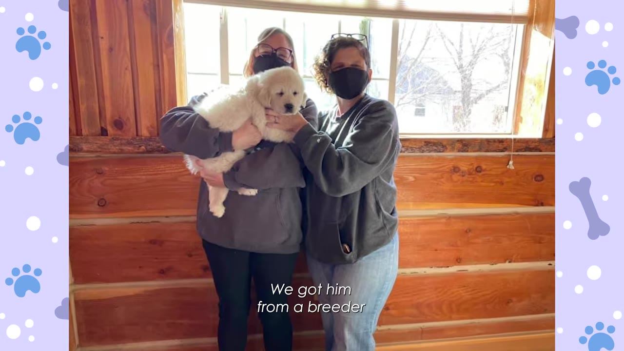 Two women wearing face masks stand in front of a wooden wall and window, with one holding a fluffy white puppy, and text overlay reading 'We got him from a breeder'.