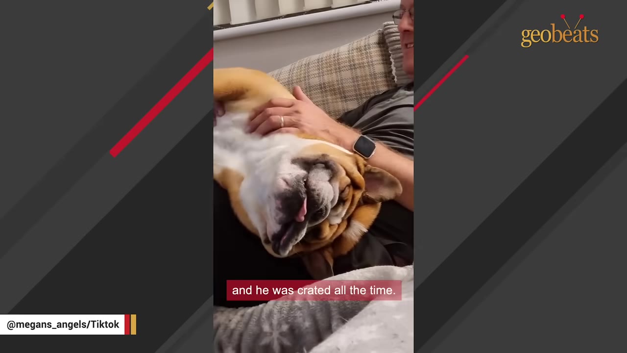 A brown and white bulldog lies on its back on a person's lap, with on-screen text reading 'and he was crated all the time.'