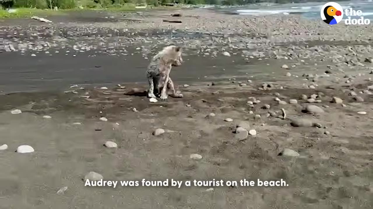 A thin, scruffy dog sits alone on a dark sandy beach scattered with stones.