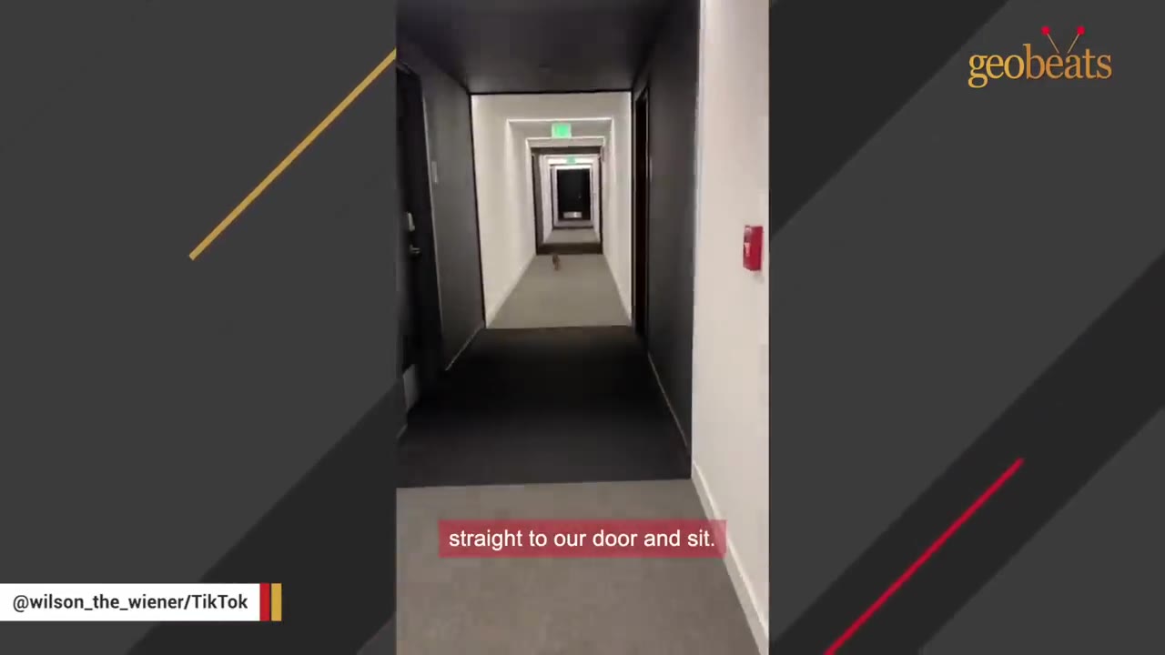 A small brown dog runs down a long, modern apartment hallway with multiple doorways and sections.