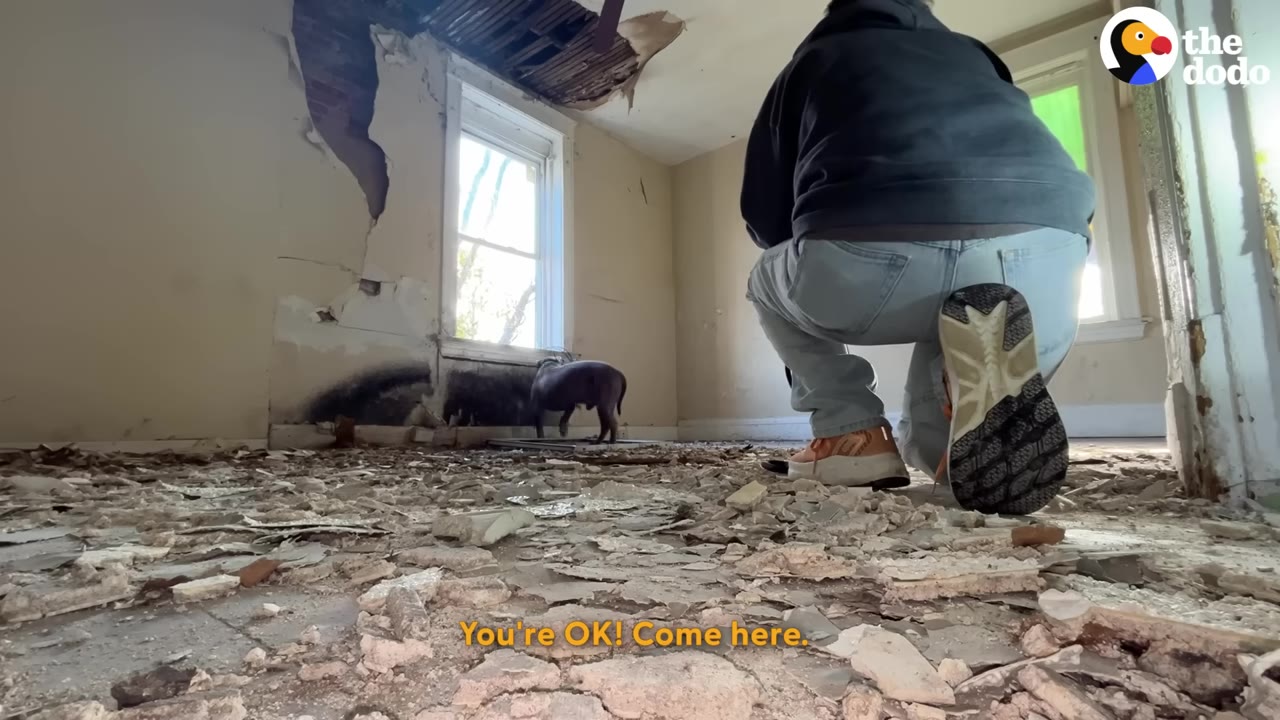 A person in a dark hoodie and jeans kneels on a debris-covered floor inside a dilapidated room, looking toward a dark dog standing near a window.
