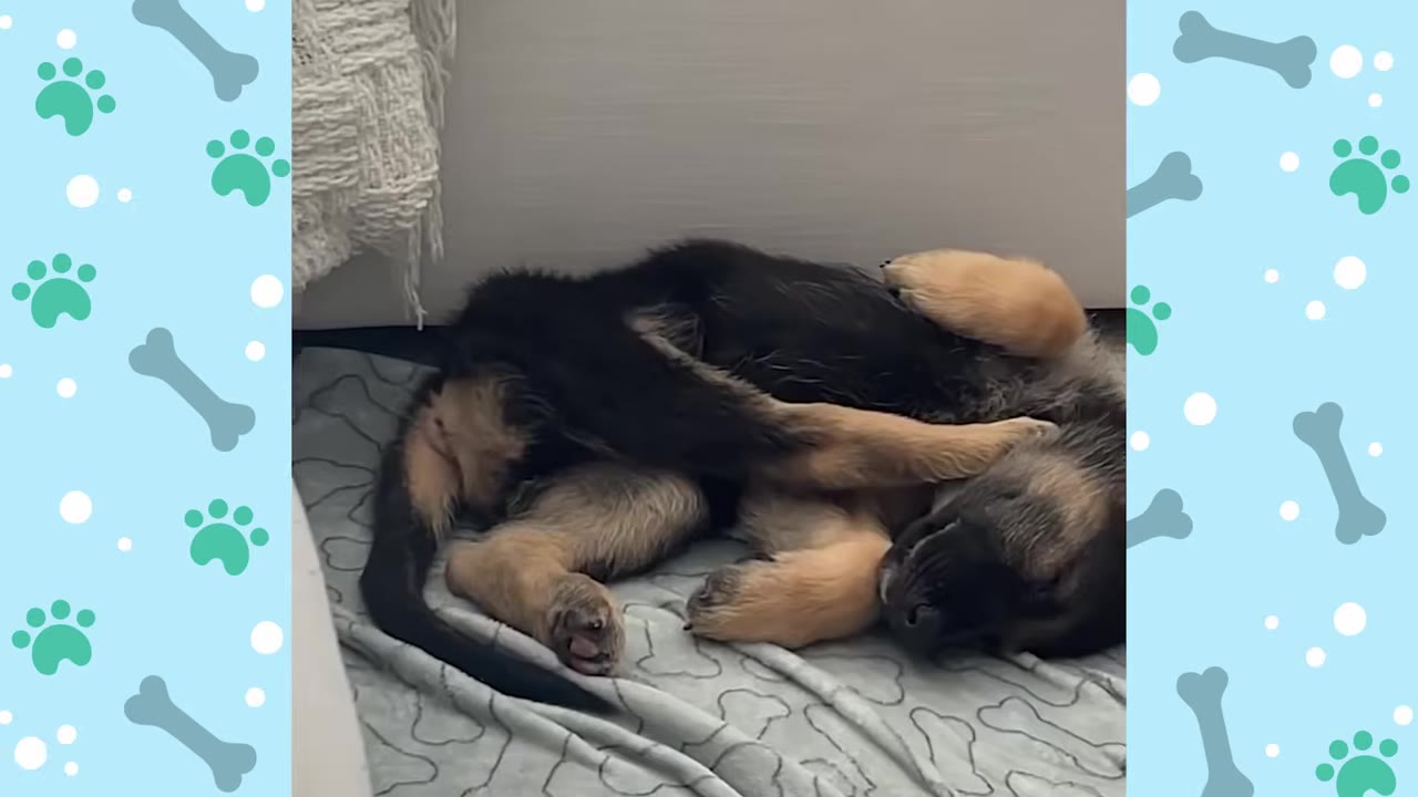 A German Shepherd puppy sleeping on its back with its legs curled up in a quirky position on a blanket.