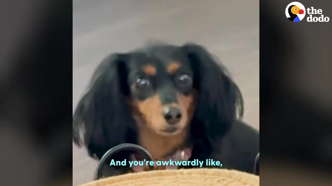 A black and tan long-haired dachshund looking forward with wide, expressive eyes.